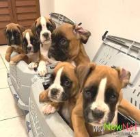 Beautiful Boxer Puppies..whatsapp me at: +4915733647341