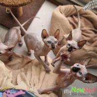 Beautiful pure sphynx kittens available