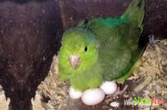Fresh Healthy fertile Parrot Birds Eggs for Hatching